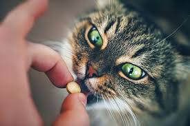 NS Cat Care & Medication