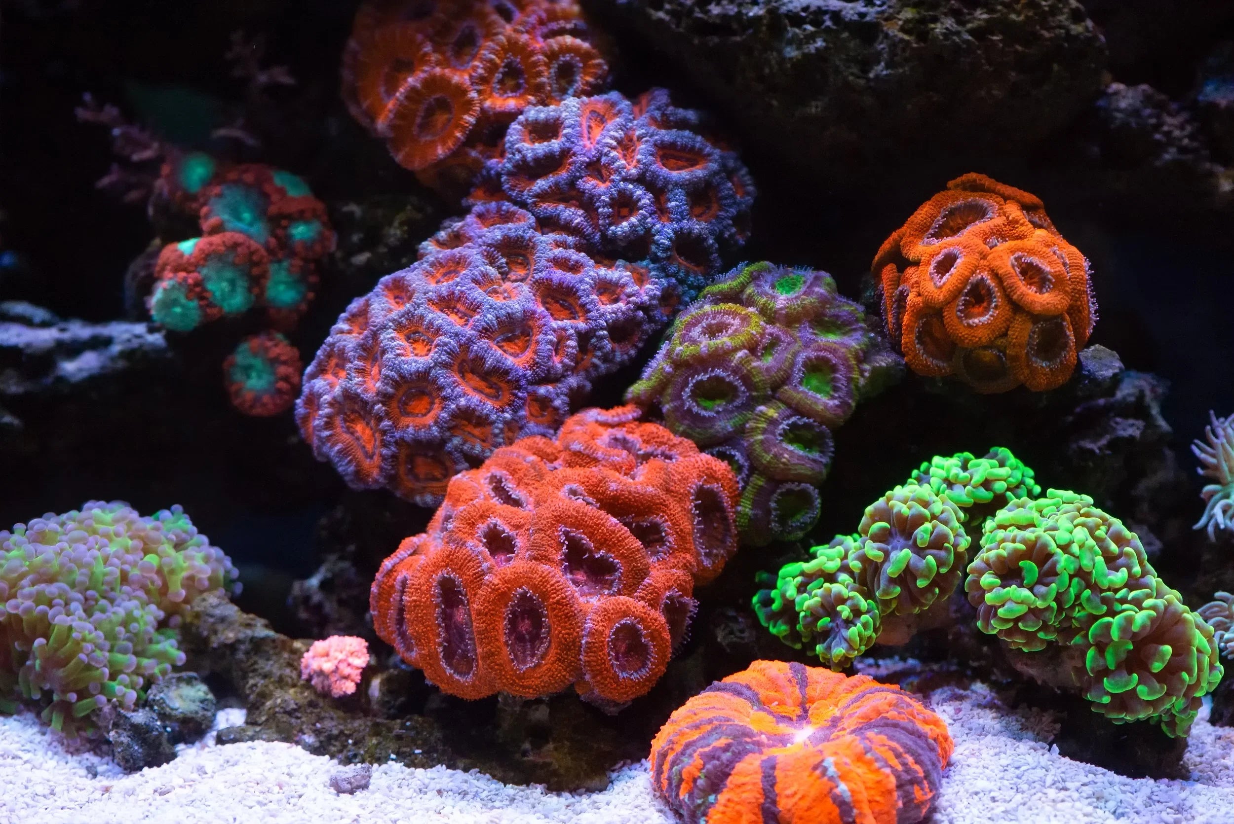 CORALS – Coastal Pets