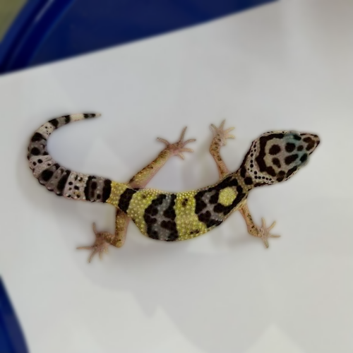 Leopard Gecko - Abberant #2
