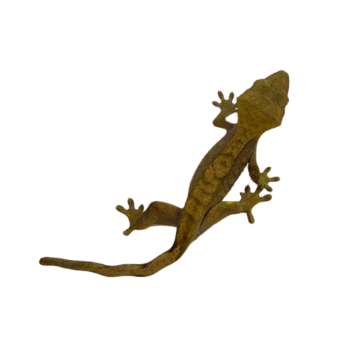 Crested Gecko - Harlequin