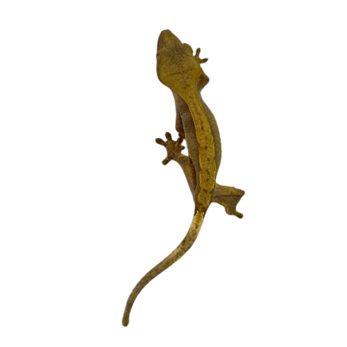 Crested Gecko - Harlequin #2