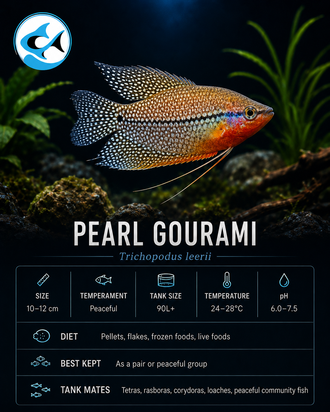Gourami-Pearl