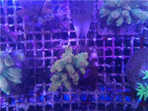 Acropora B19
