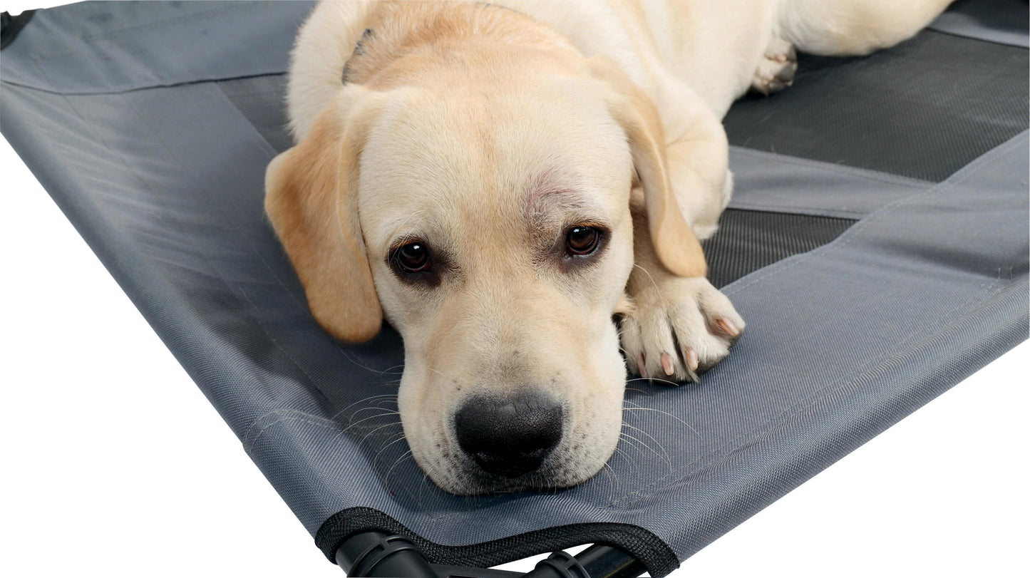Mpets Elevated Dog Bed