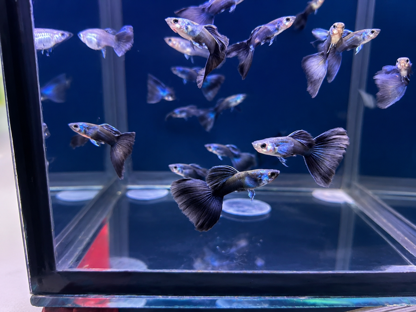 Guppy-Blue Tarzan Pair