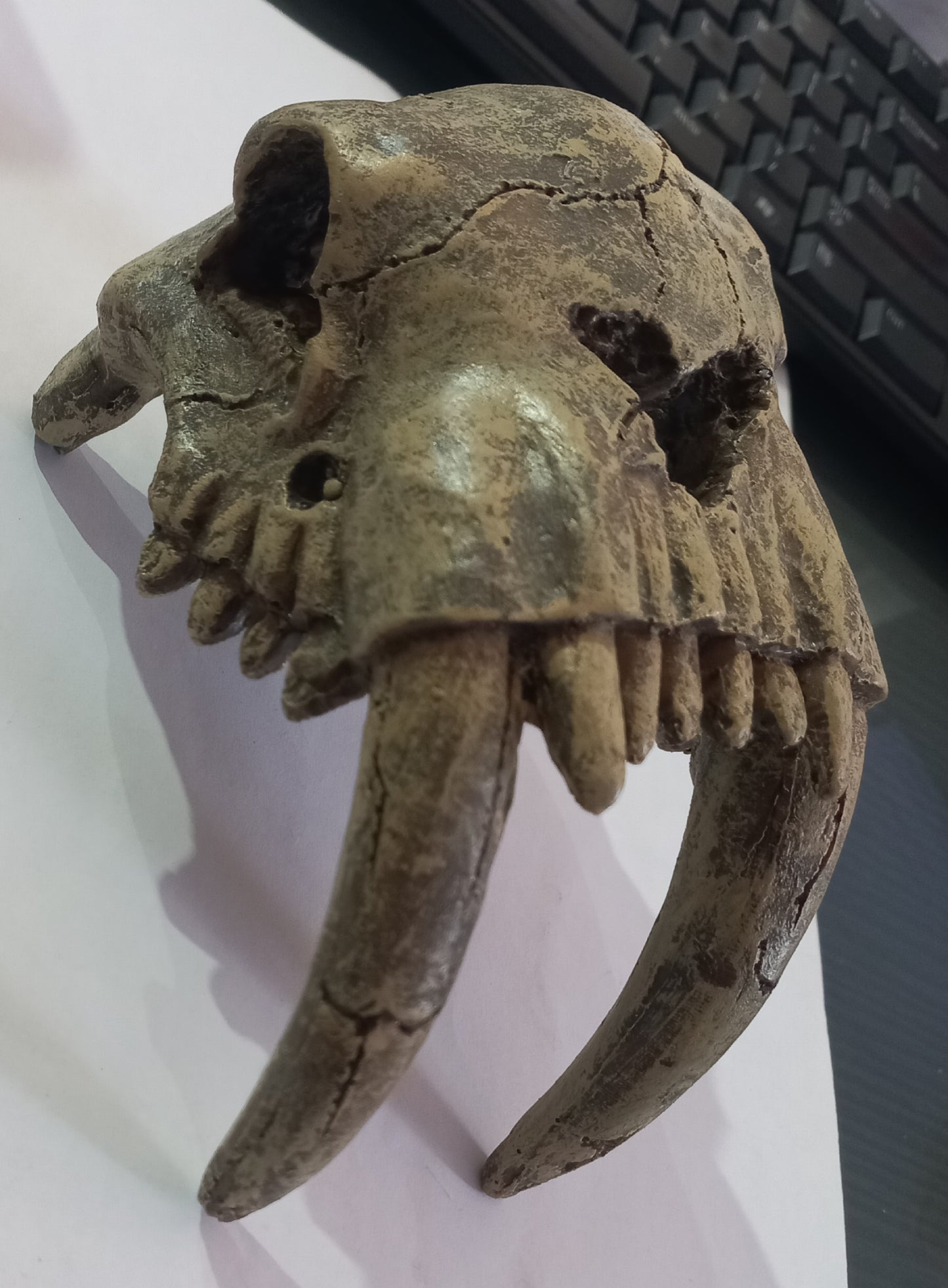 Resin Saber-tooth Skull NS-120