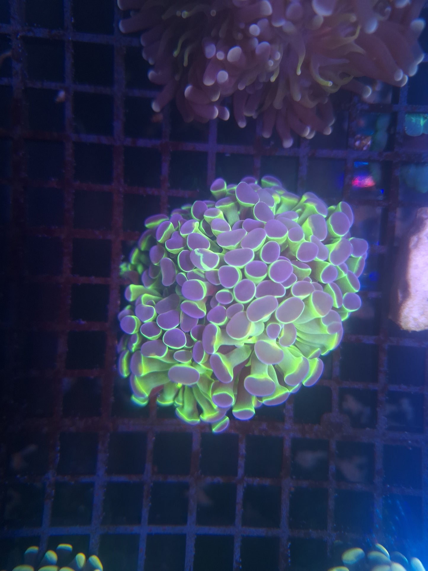 Hologram Hammer Frags