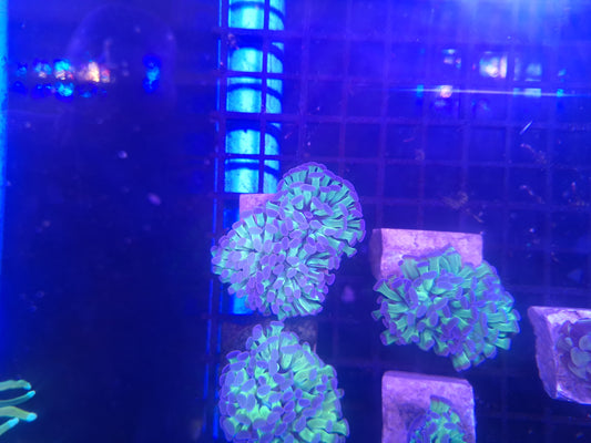 Bicolor Hammer