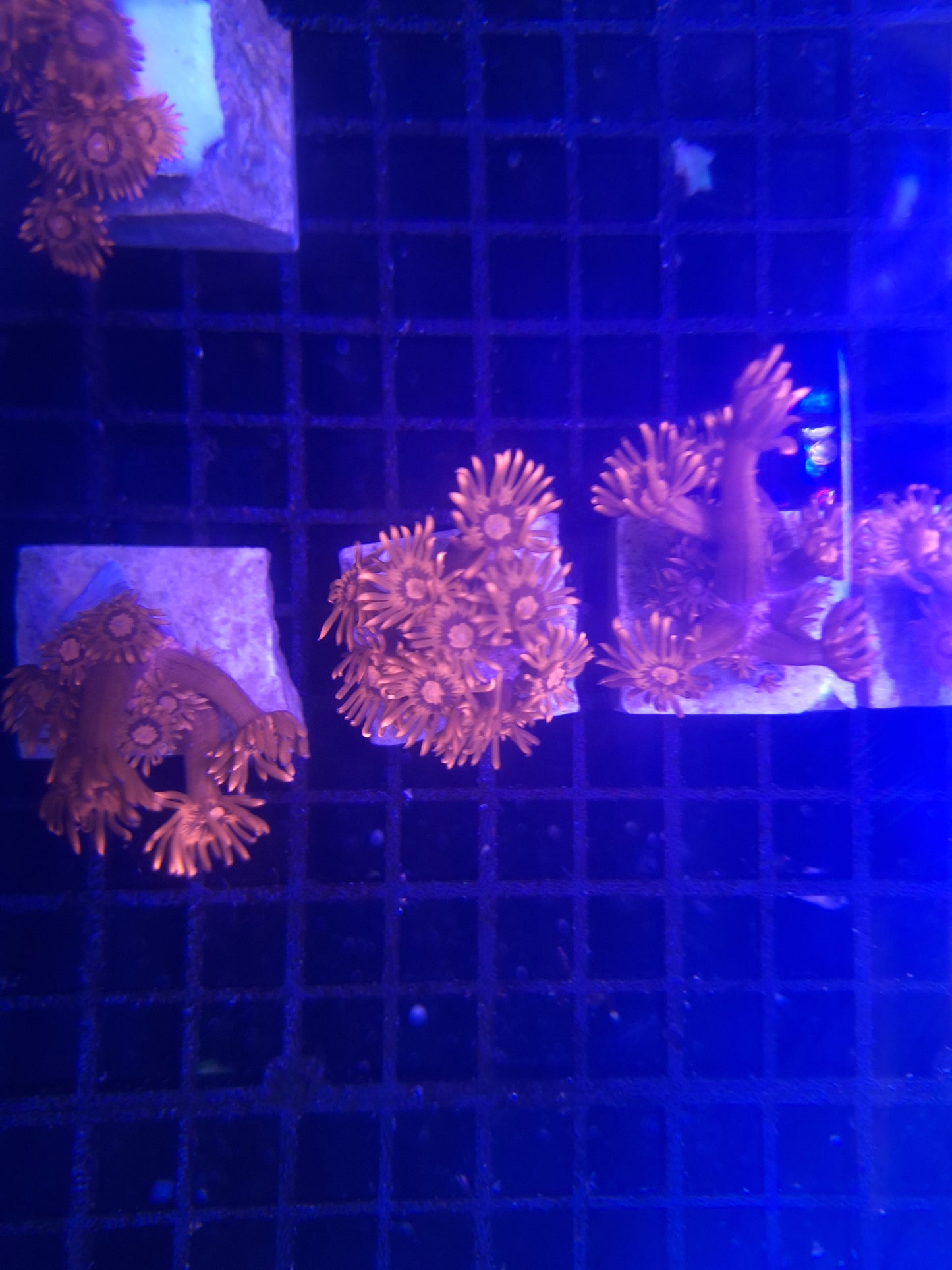 Red Goniopora