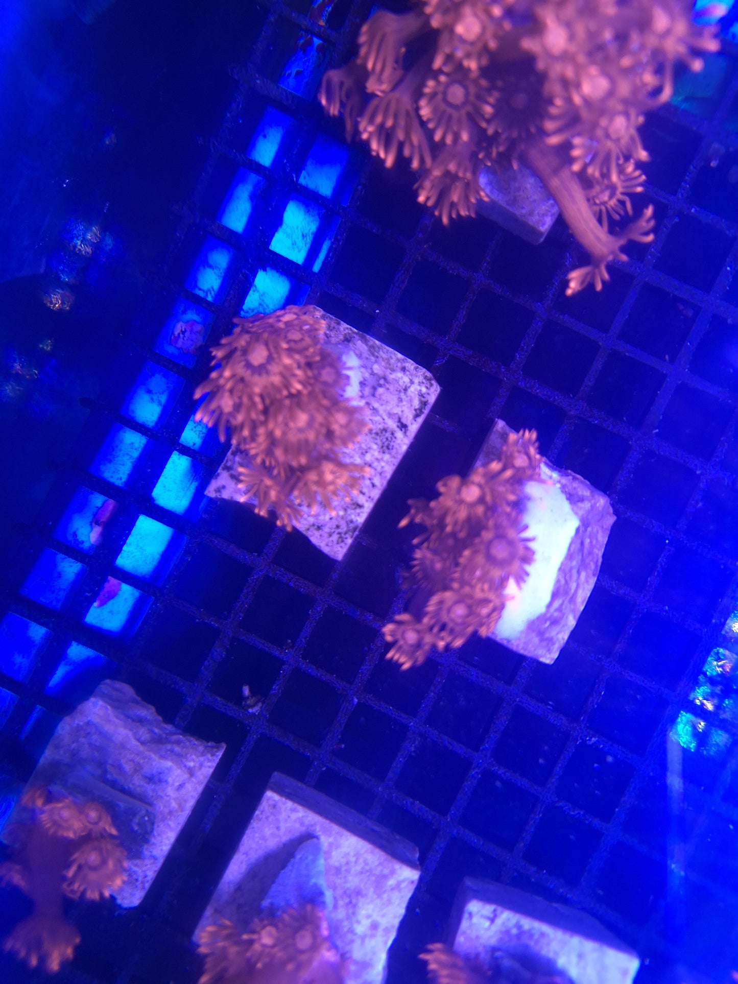 Red Goniopora