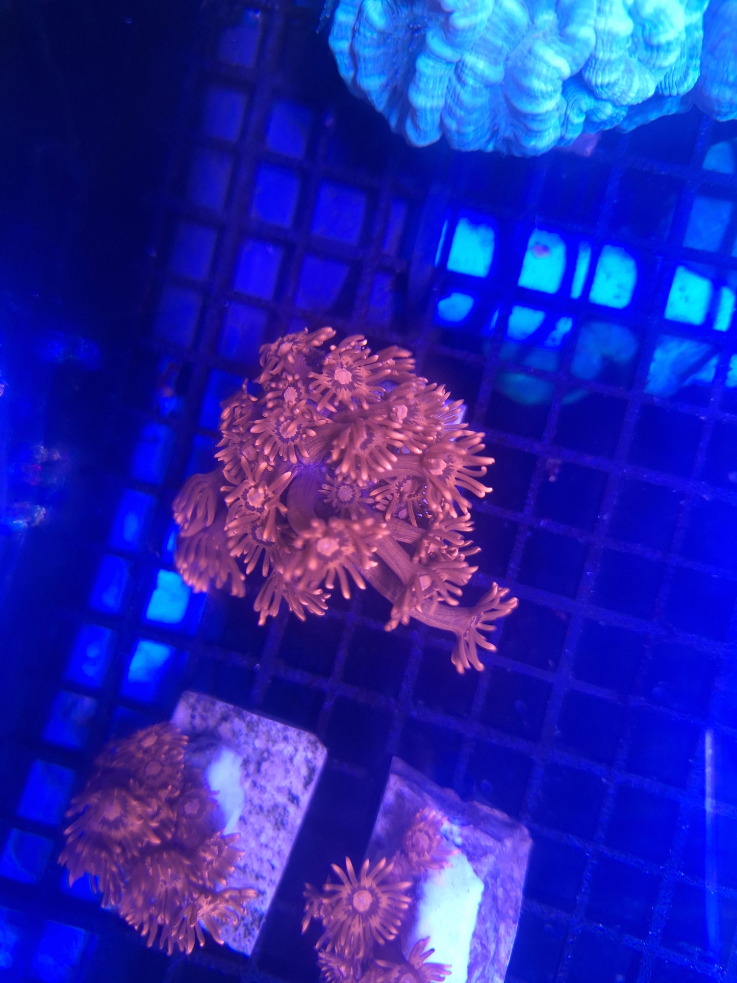 Red Goniopora