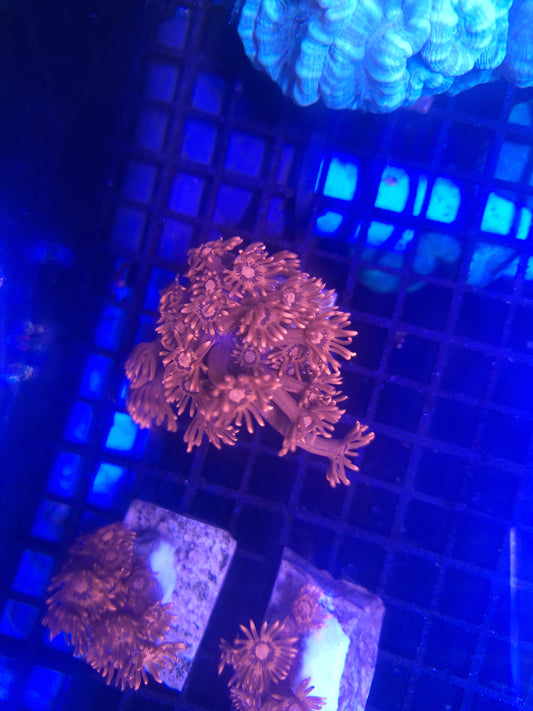 Red Goniopora