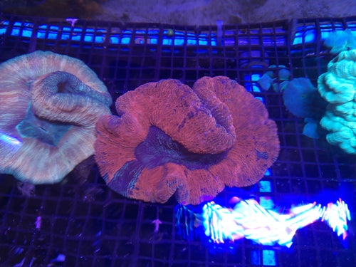 Trachyphyllia 2