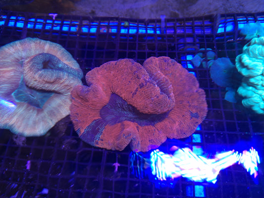 Trachyphyllia 2