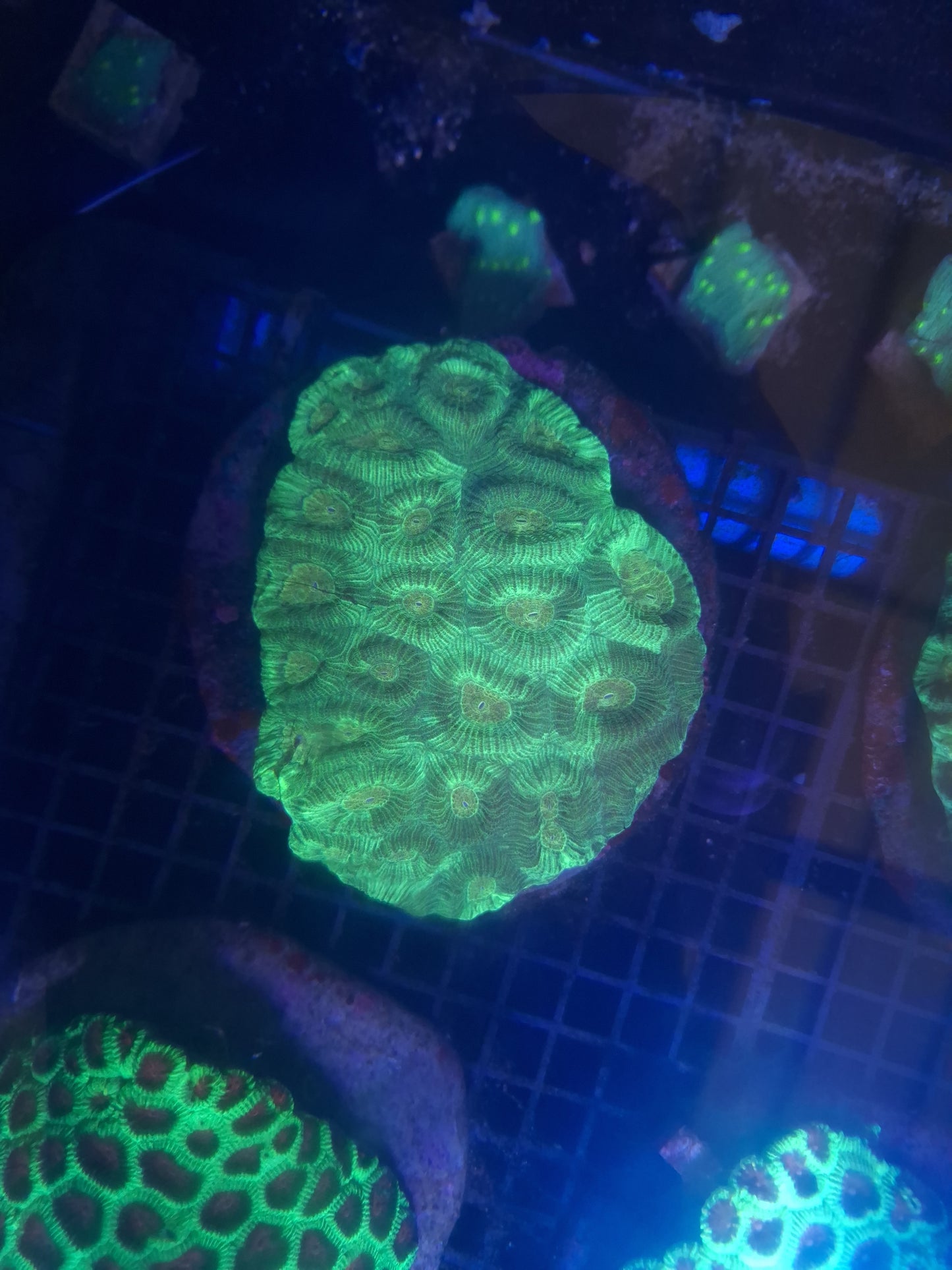Favia- Green Frags