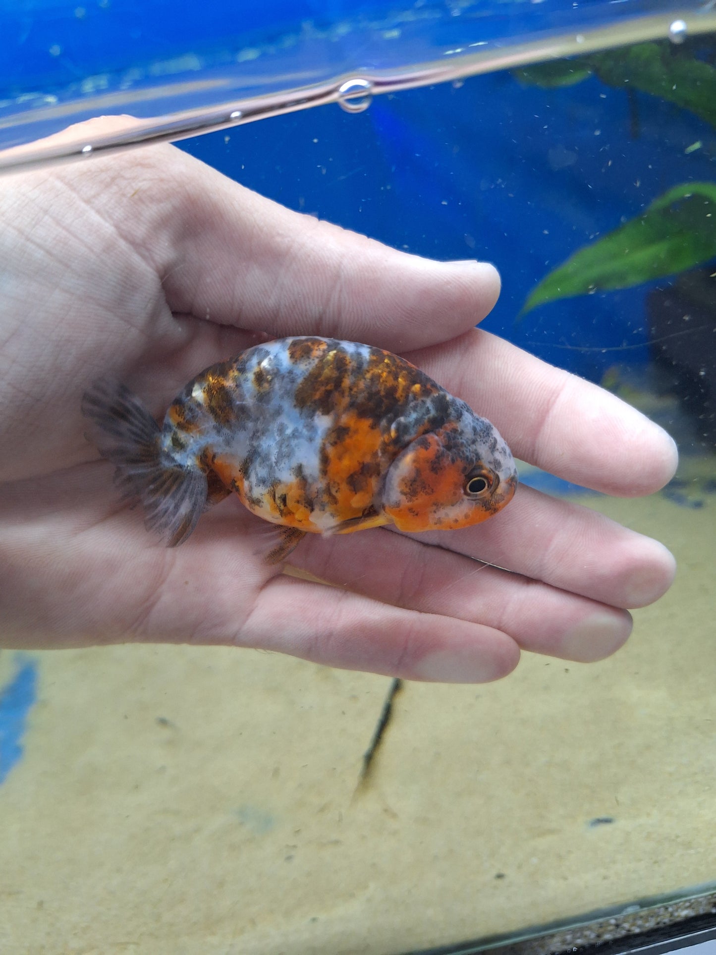 Ranchu-Calico 70-80cm (WYSIWYG)