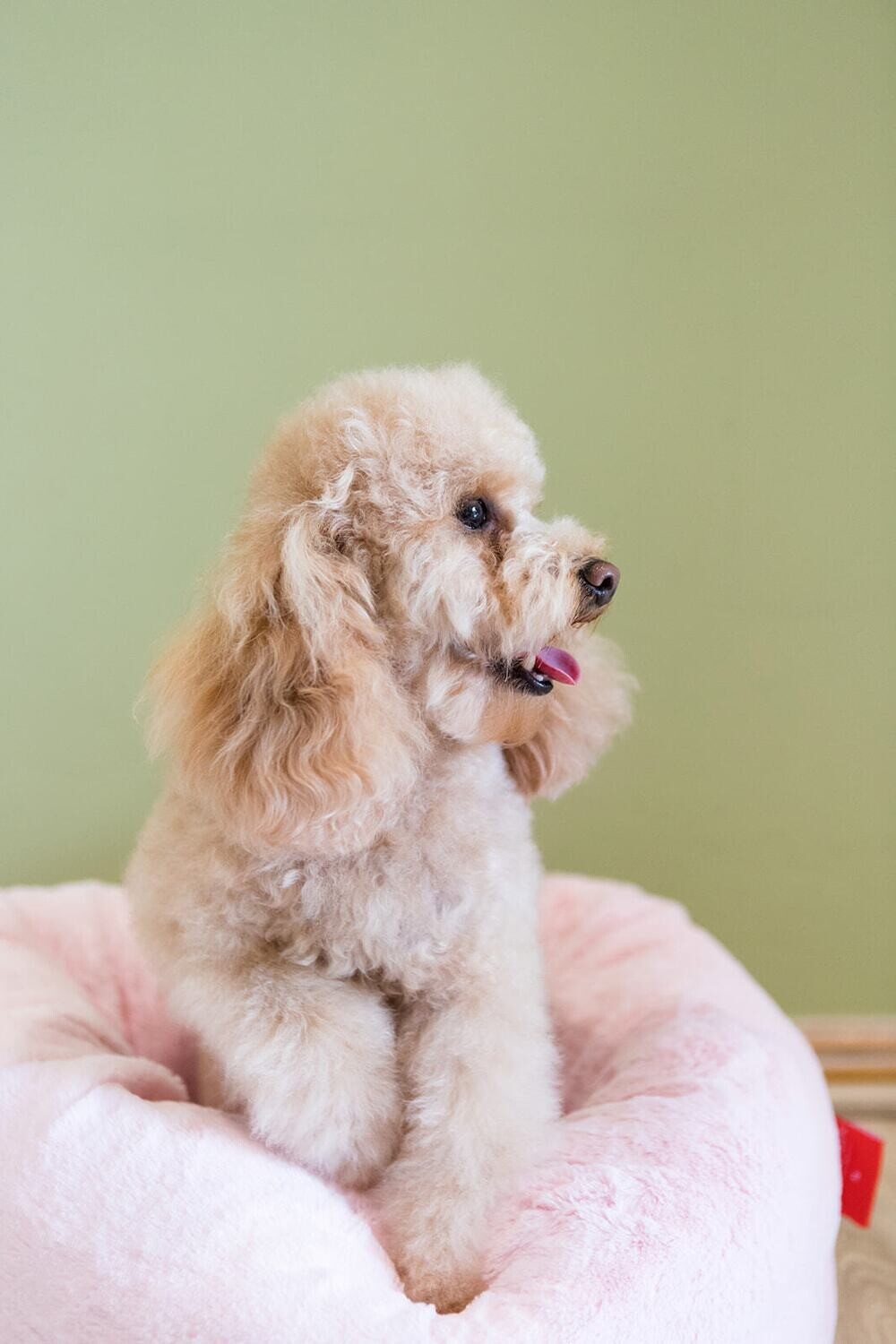 Dog's Life Calming Cuddler - Pink