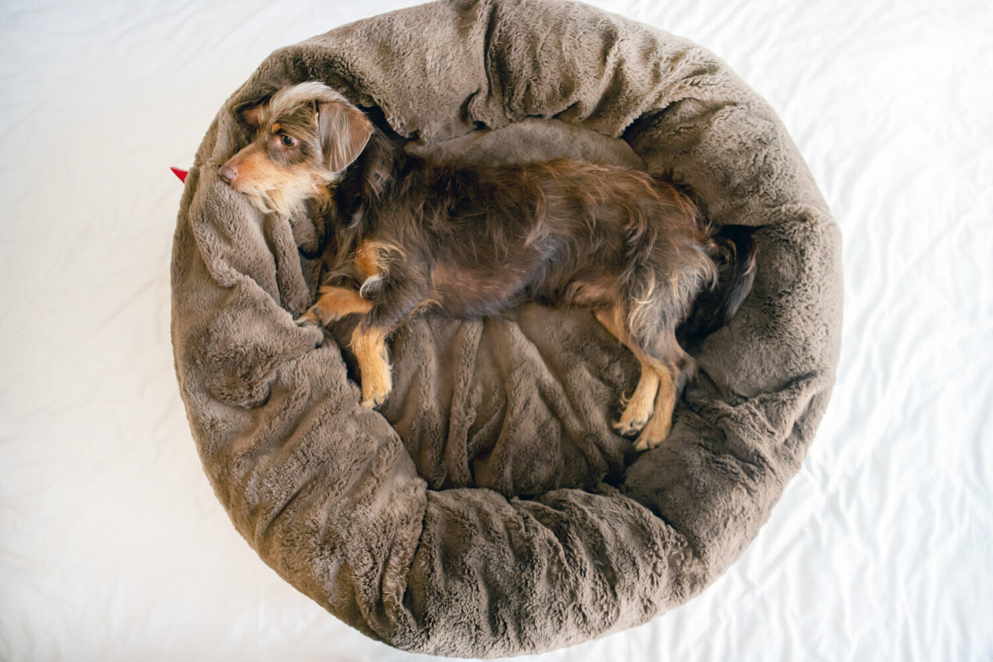 Dogs Life Calming Cuddler Brown