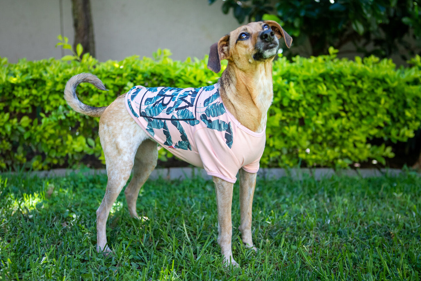 Dogs Life Summer Tee - Pink