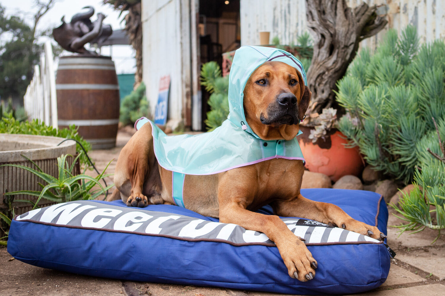 Dog's Life Sweet Dreams Cushion - Black