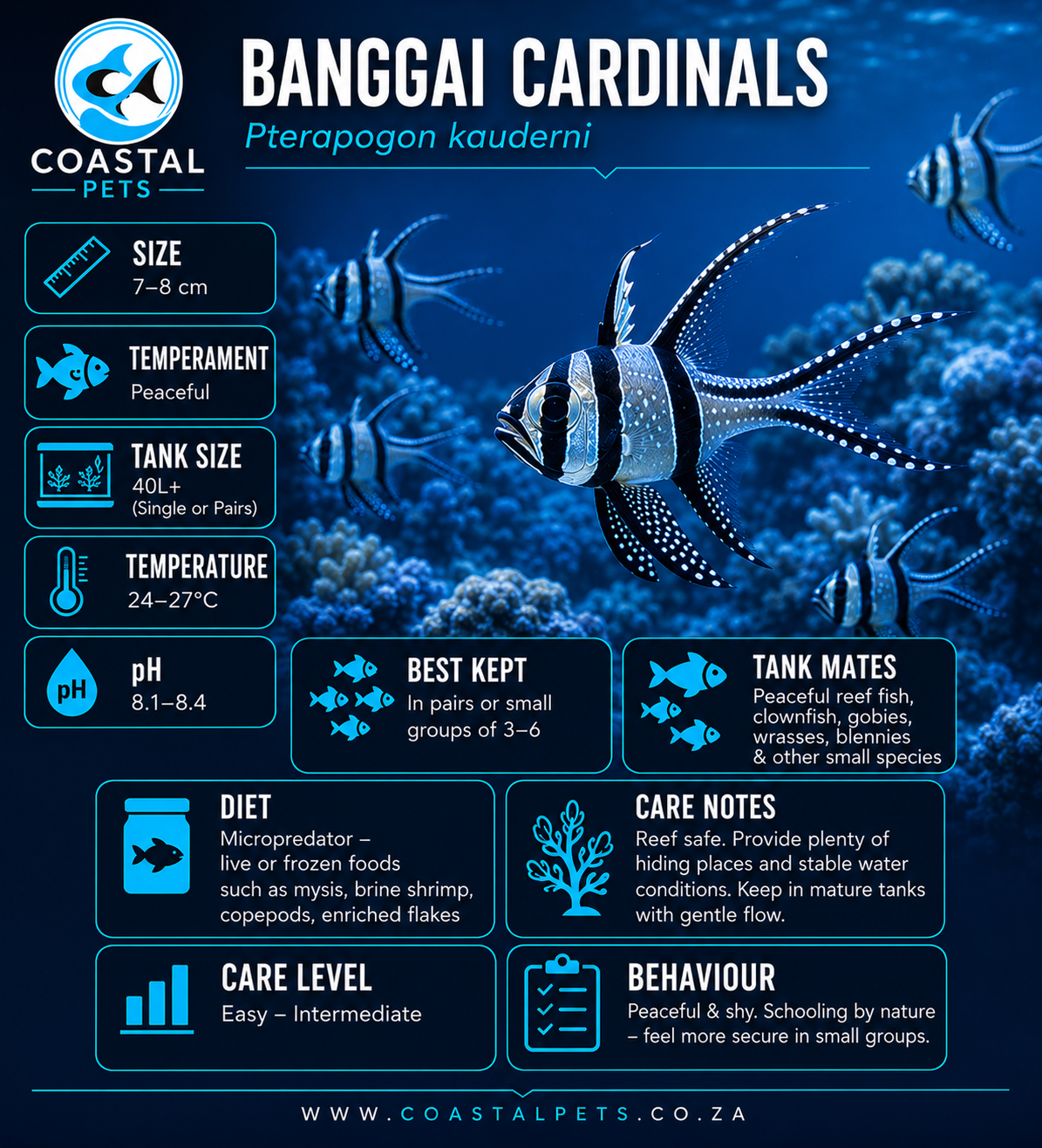 Banggai Cardinal