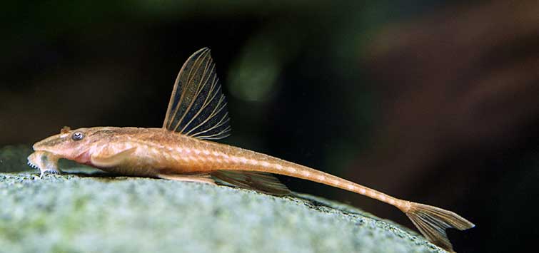 African Whiptail
