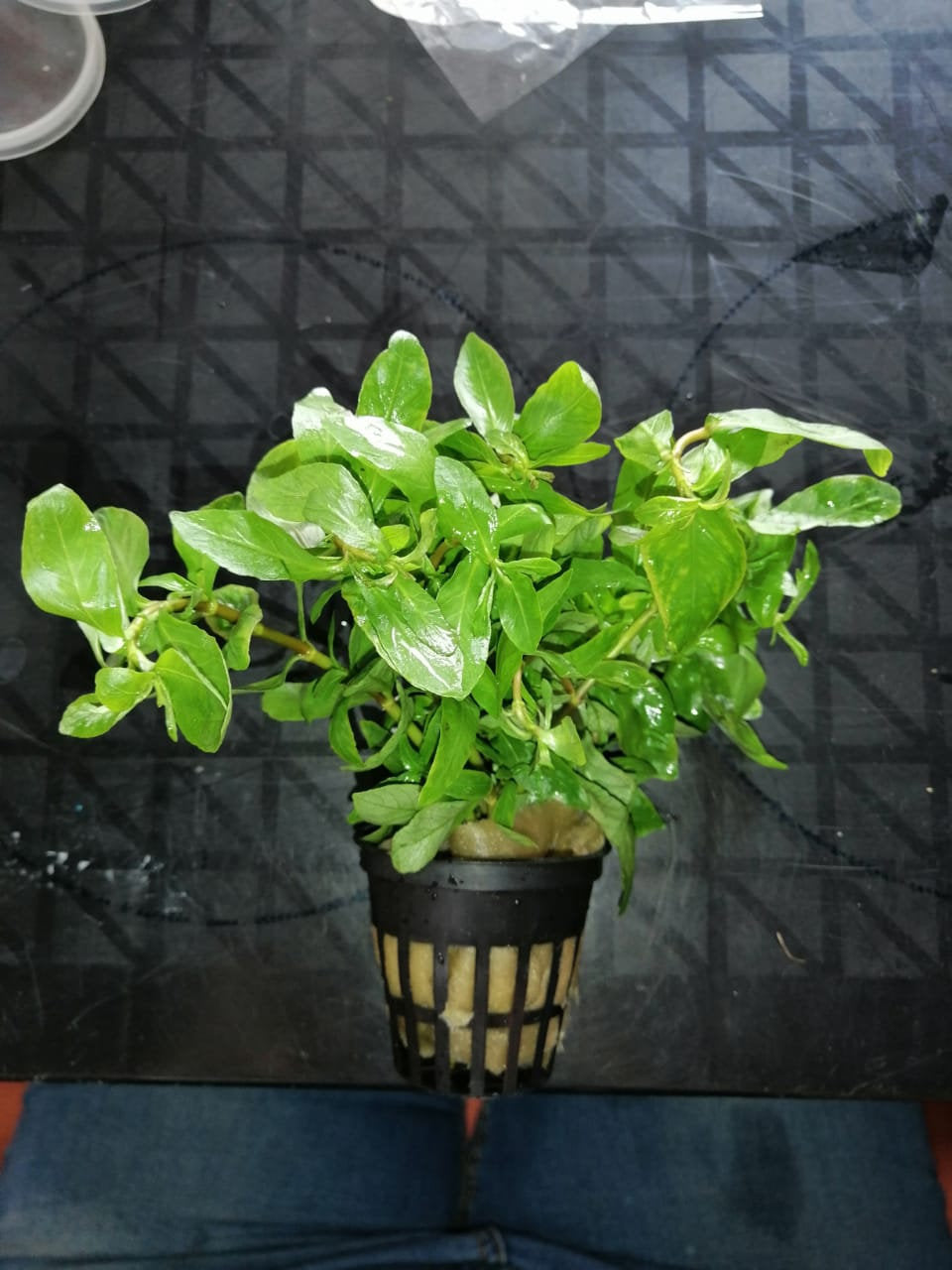 Alternanthera - Local