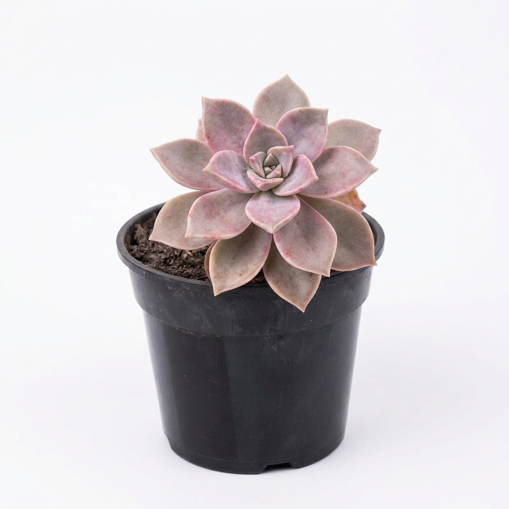 Graptoveria 'Debbie' Succulent #1
