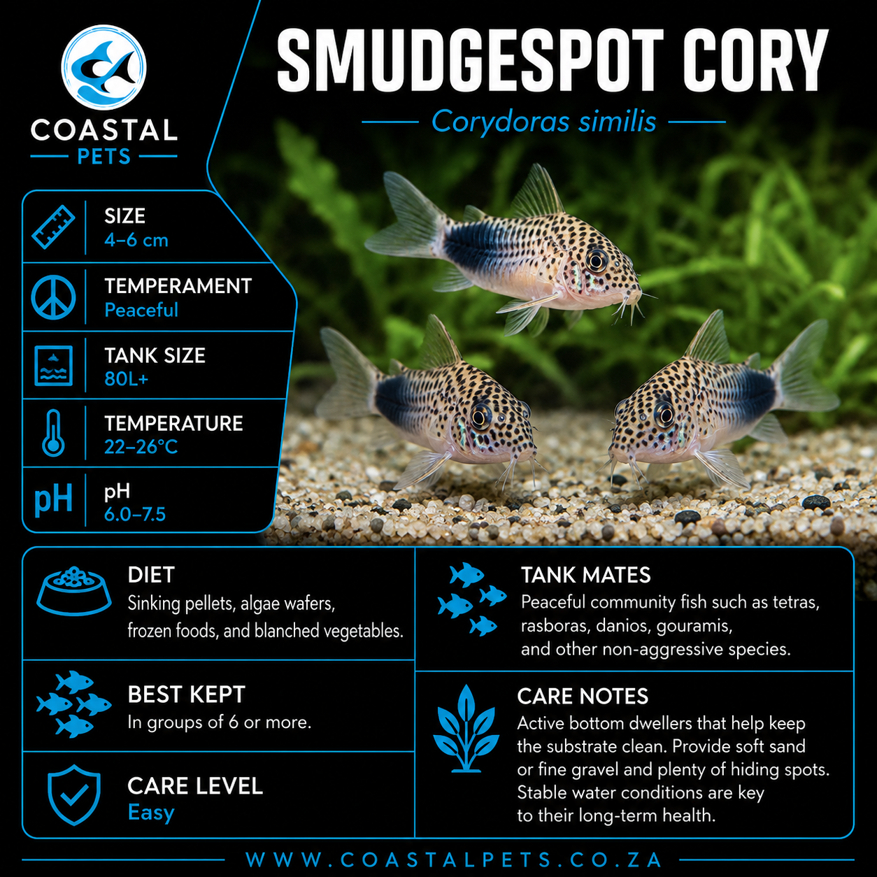 Corydoras-Smudgespot