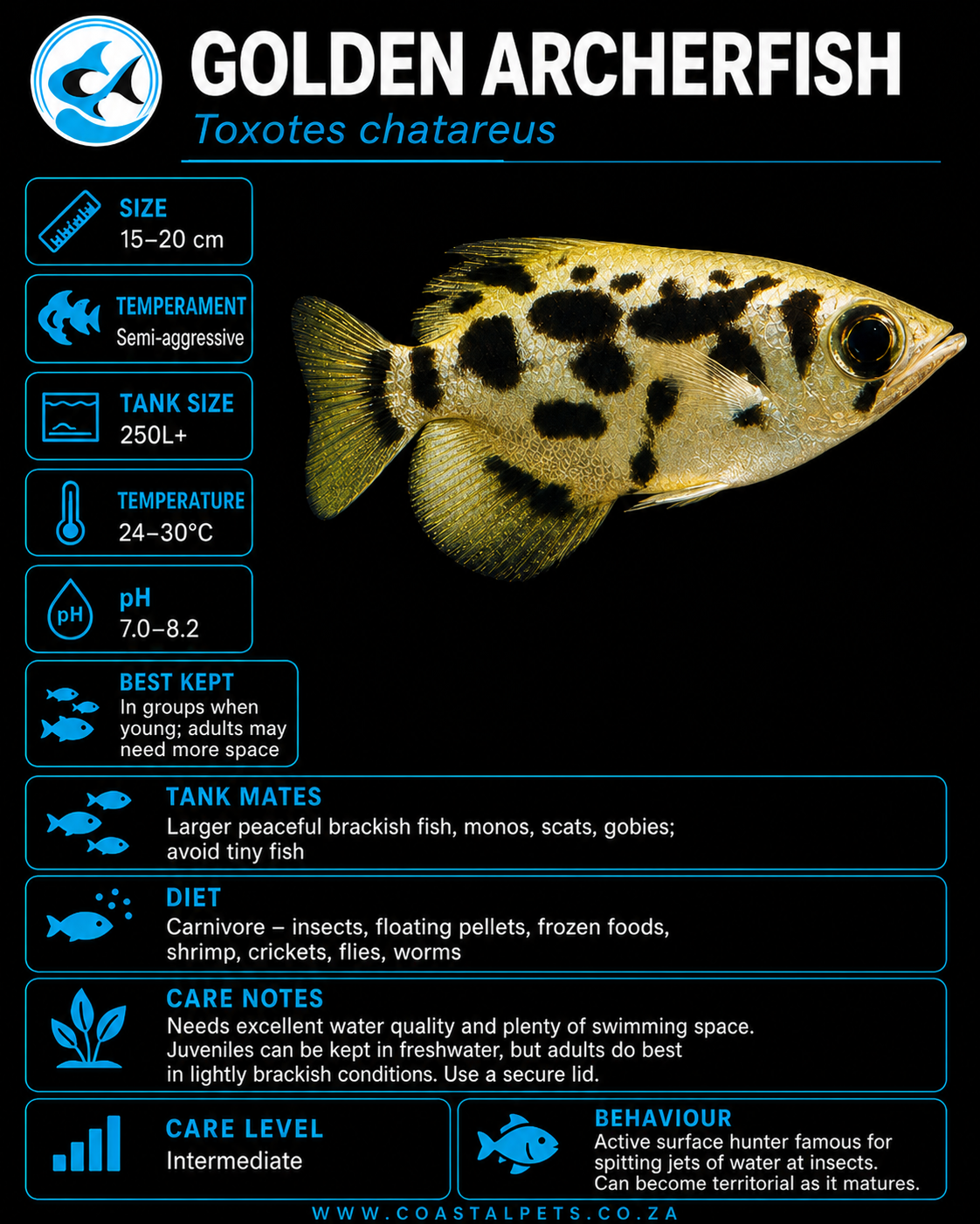Golden Archerfish (40mm)