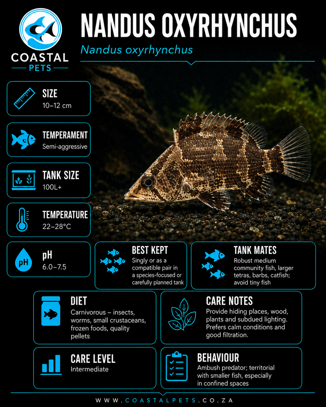 Nandus Leaf Fish