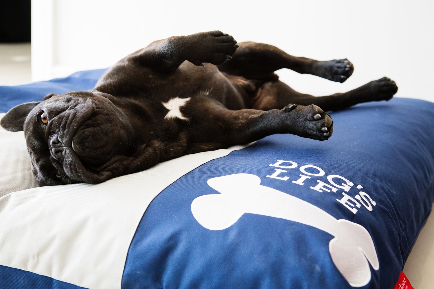 Dog's Life Squarebone Cushion Bed - Blue