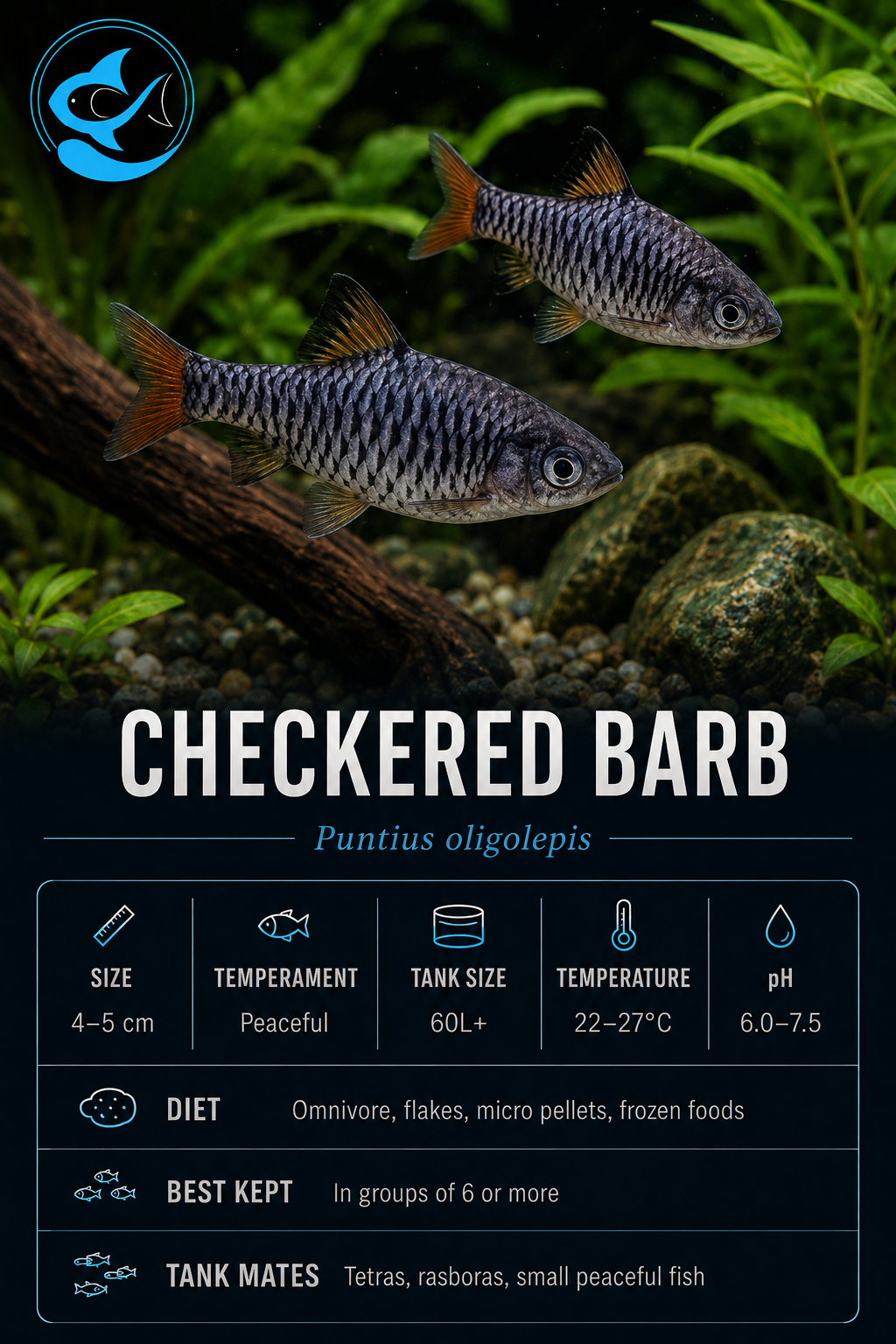 Barb-Checkered