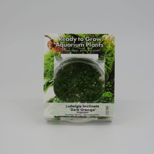 RTG Ludwigia Dark Orange