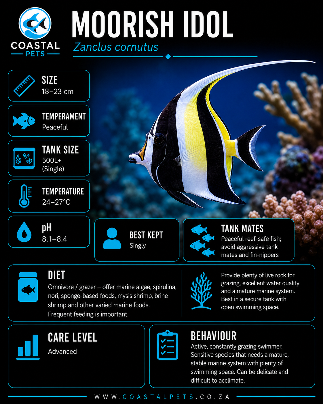 Moorish Idol