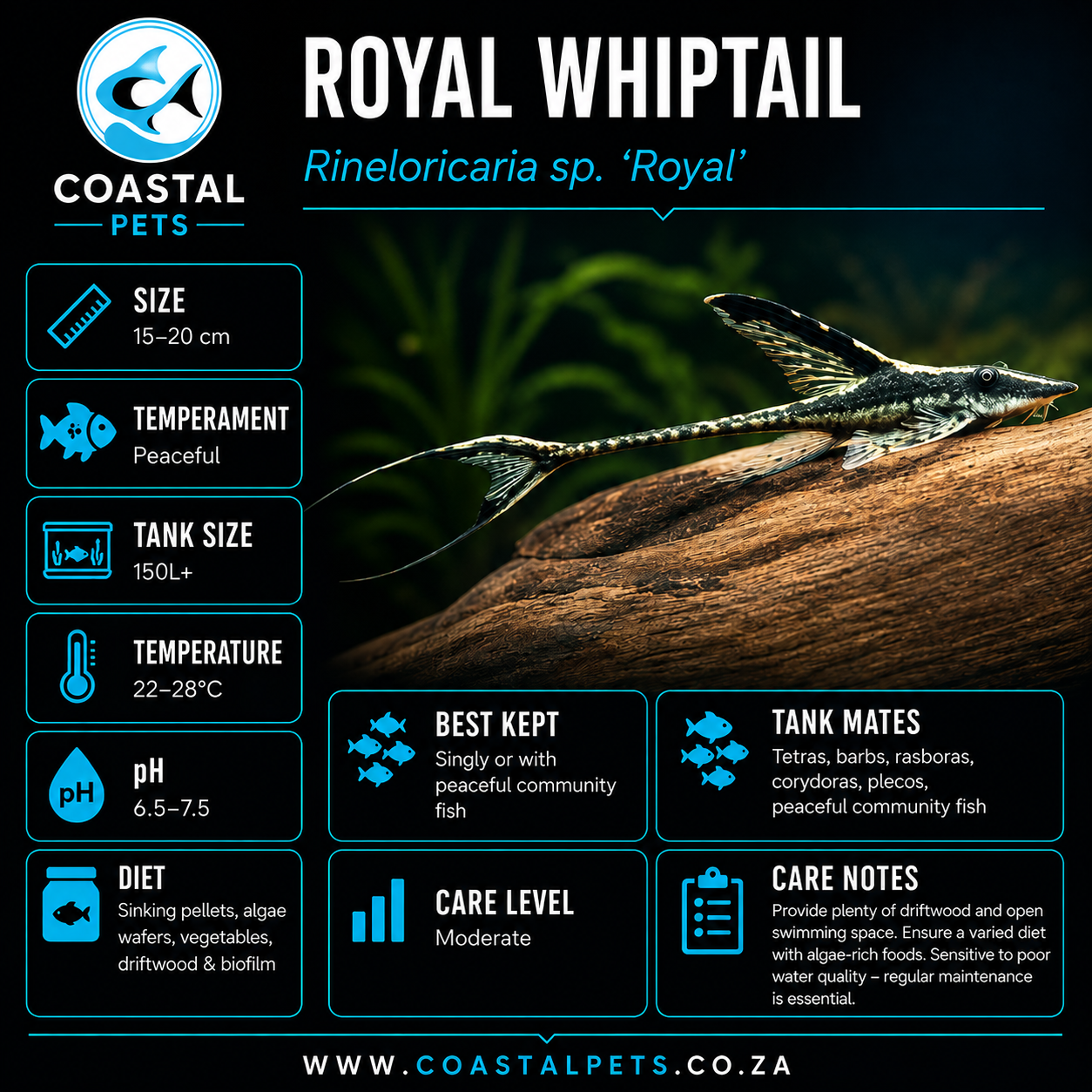 Royal Whiptail (4-5cm)