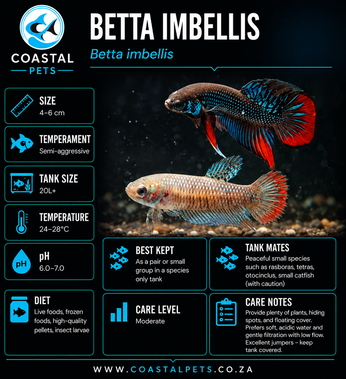 Betta Imbellis