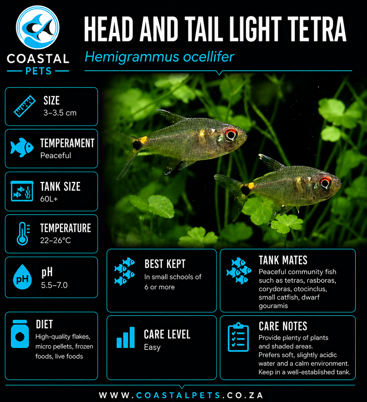Tetra-Head & Tail Light