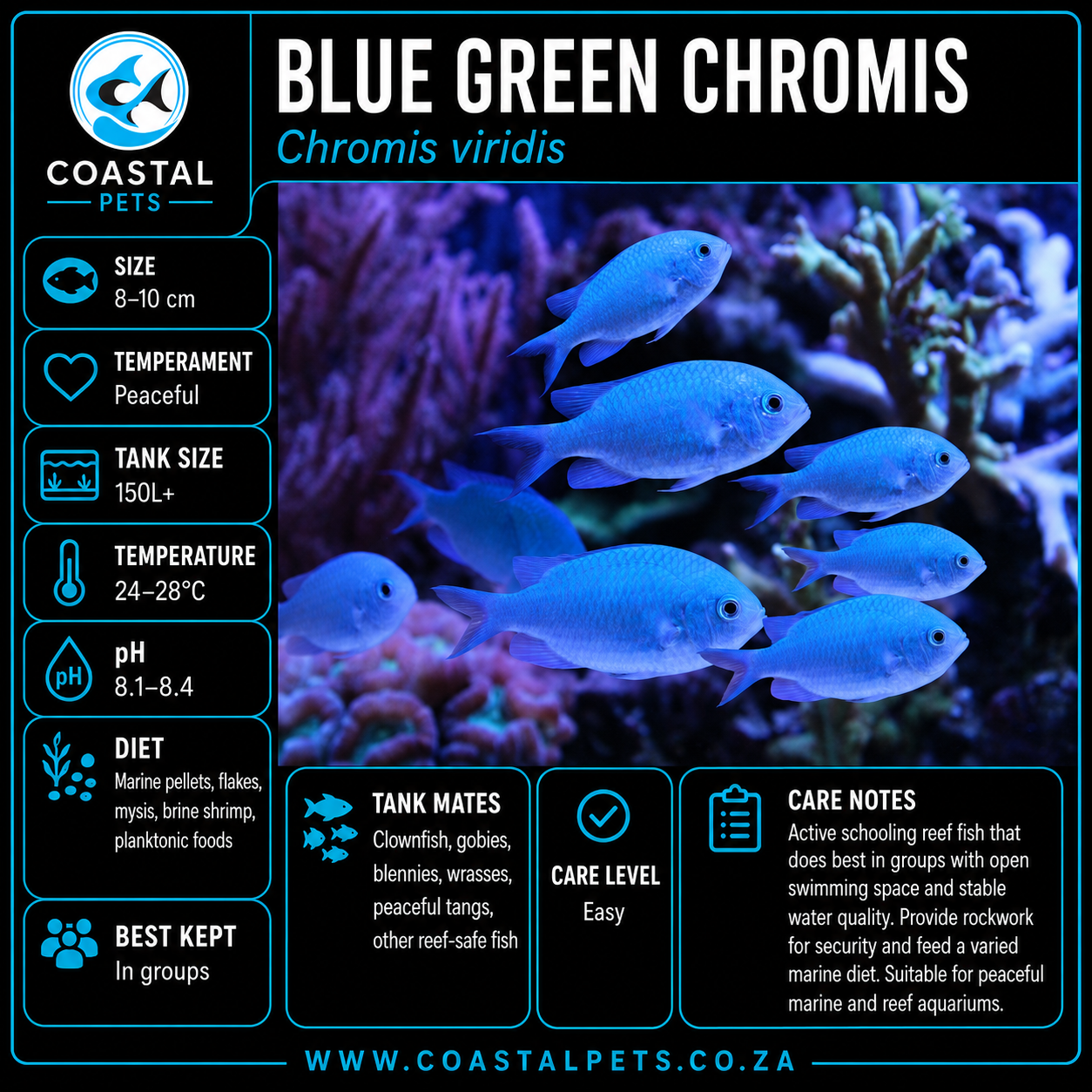 Blue/Green Chromis