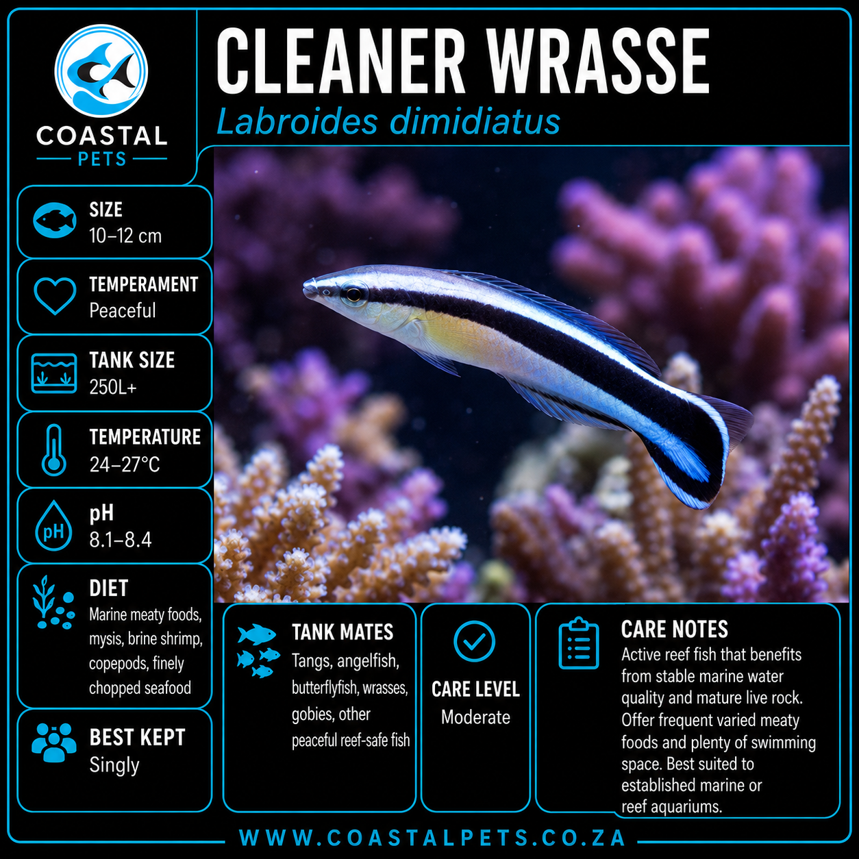 Cleaner Wrasse