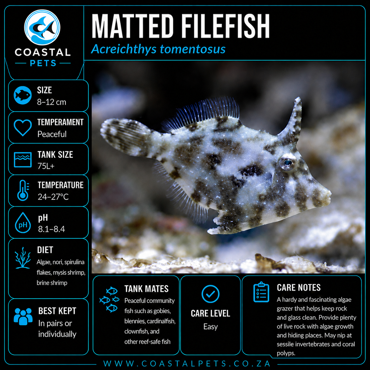 Matted Filefish