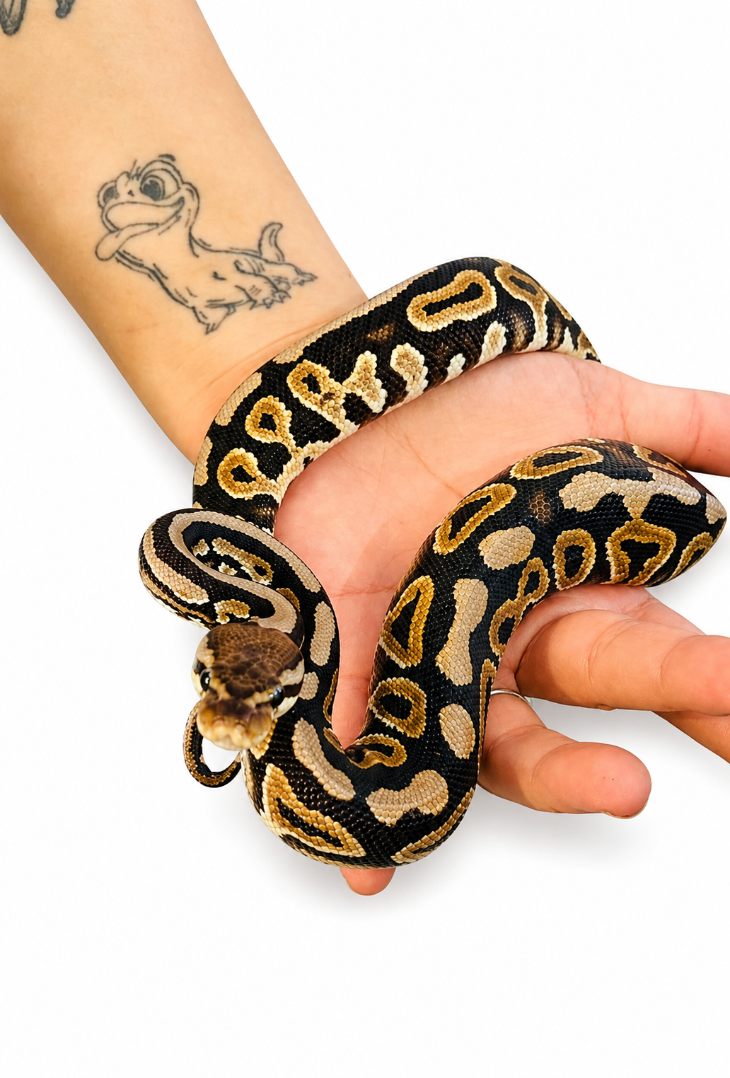 Spotnose 66% Het Pied Male Ball Python