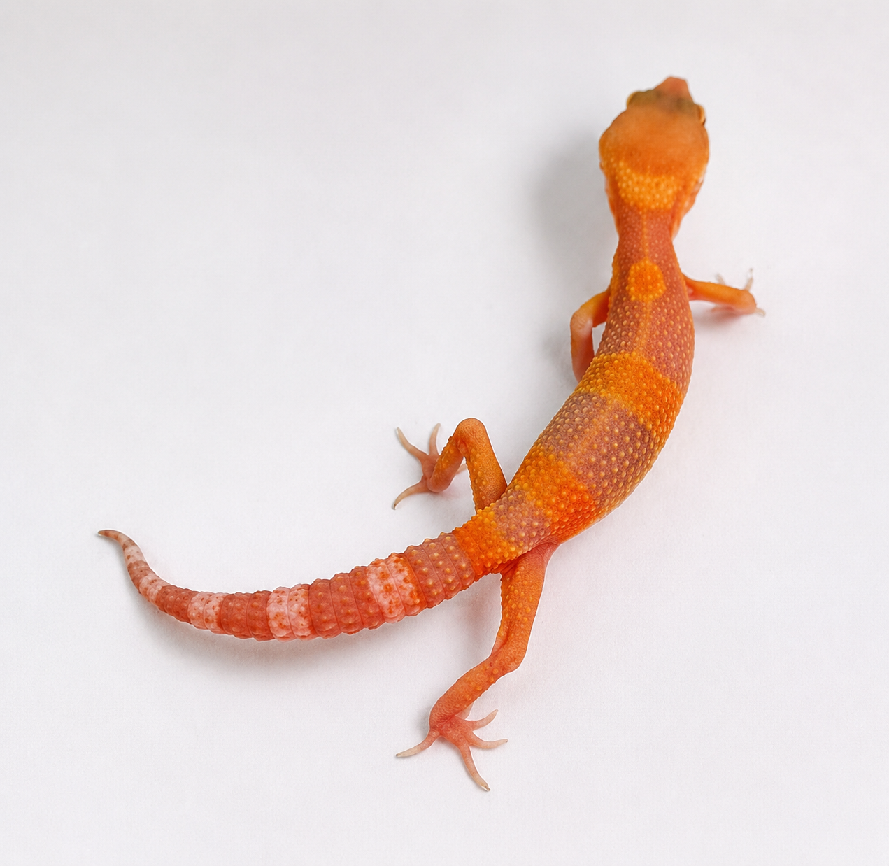 Mixed Morph Leopard Gecko #1