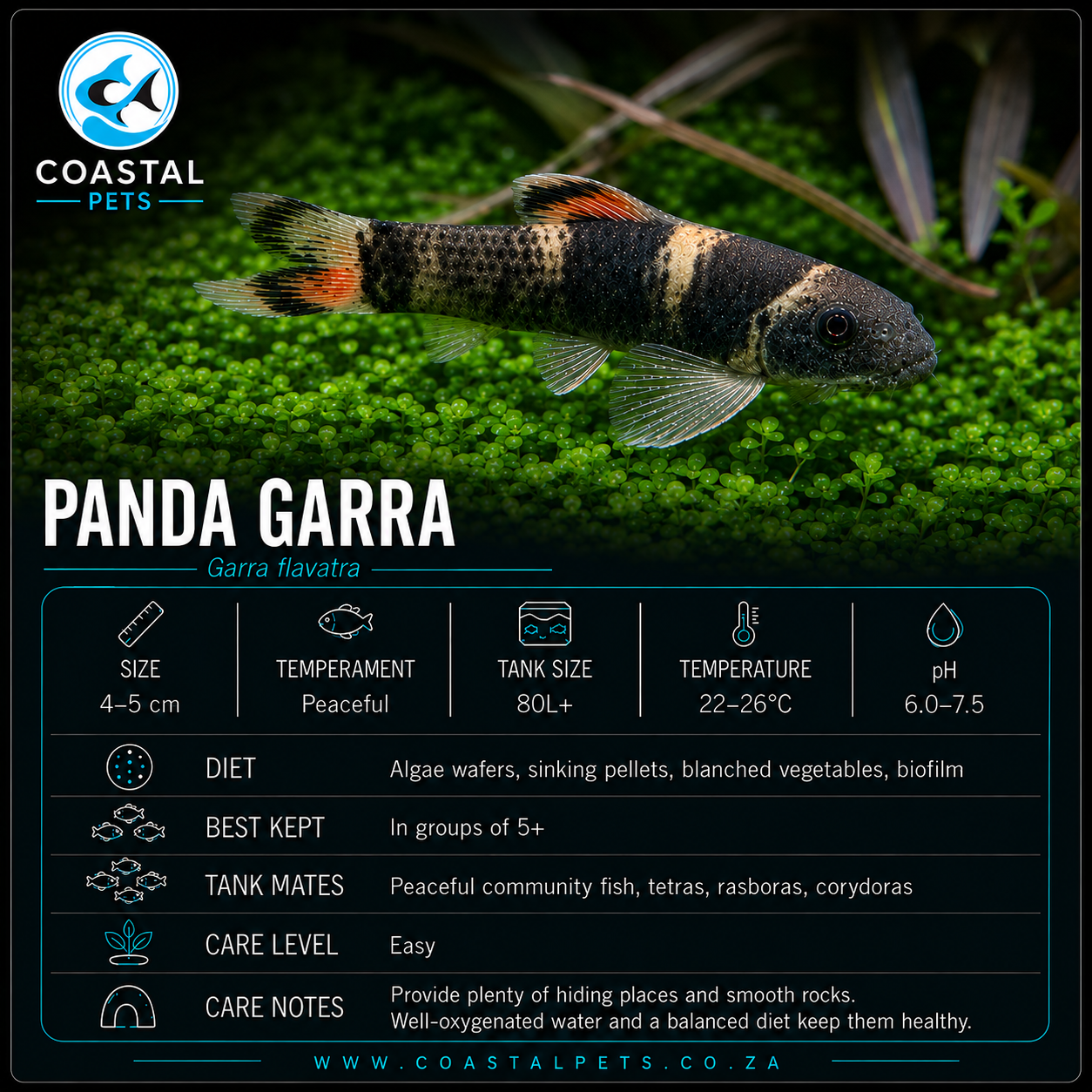 Panda Garra