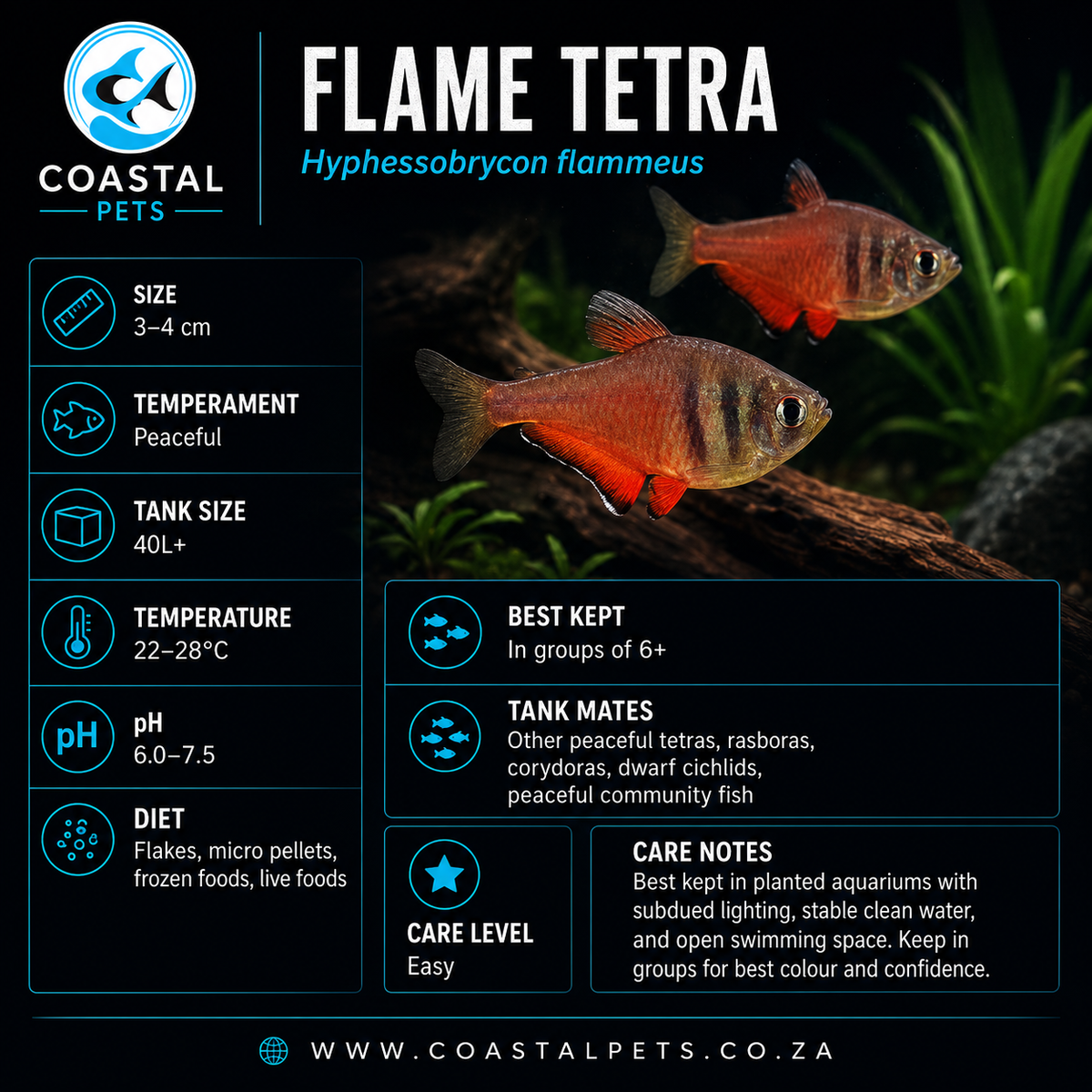 Tetra-Flame