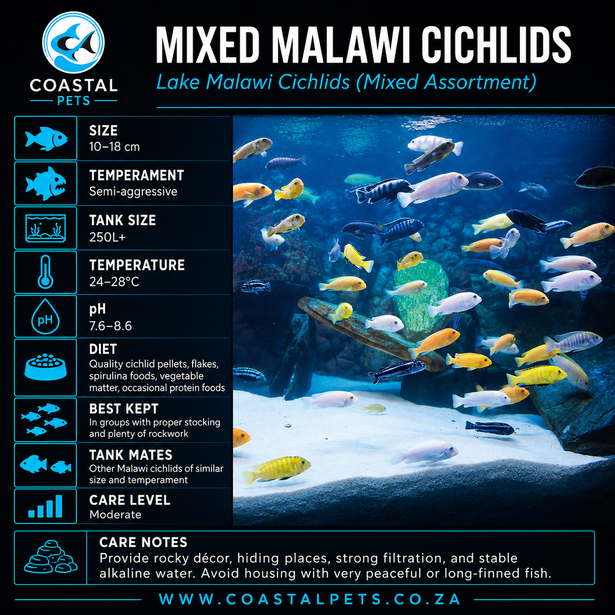 Mixed Malawi Cichlids - 2-5cm