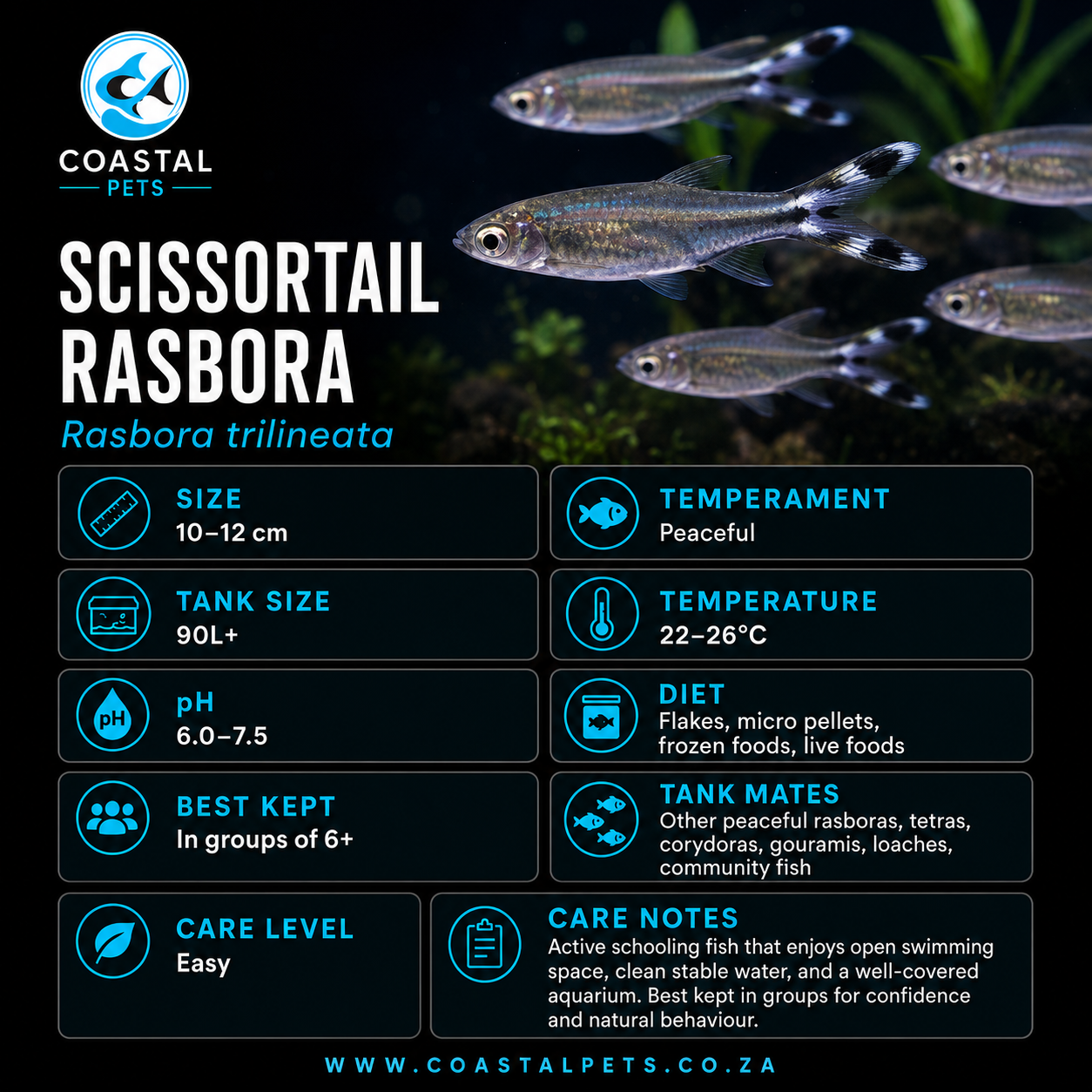 Rasbora-Scissortail (40-50mm)