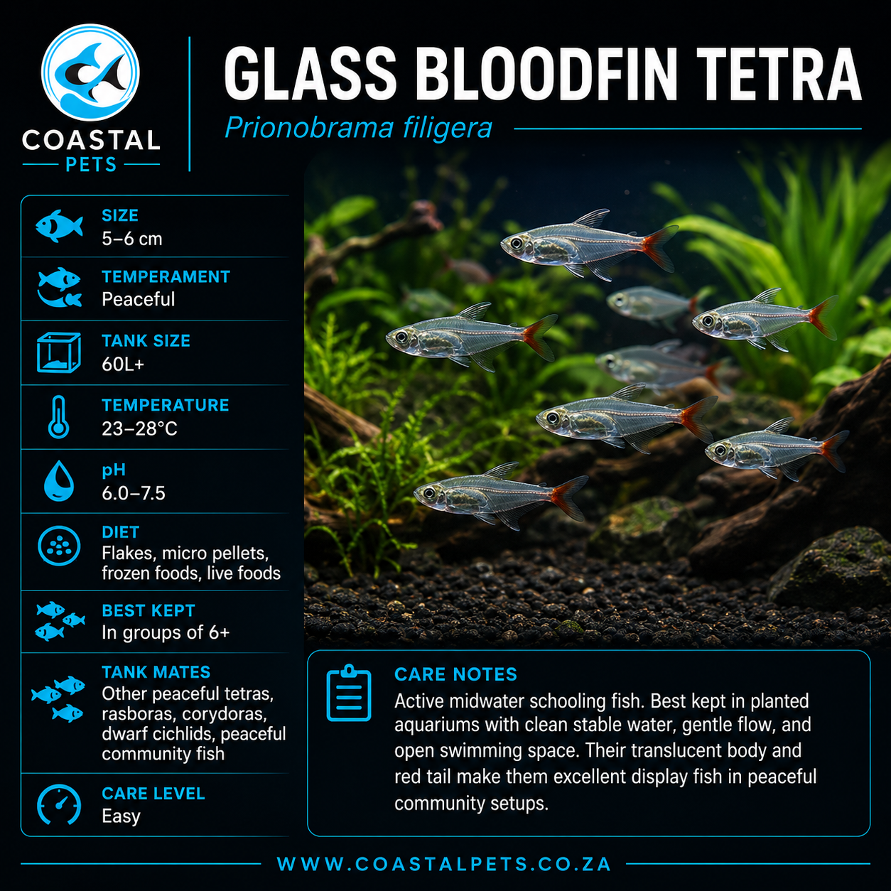 Tetra- Glass Bloodfin(35-45mm)