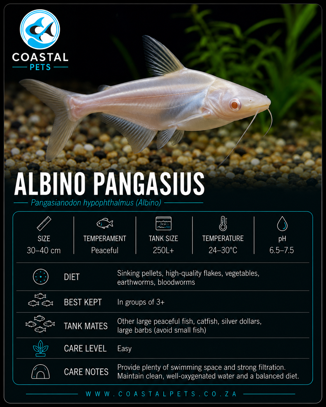 Pangasius - Albino