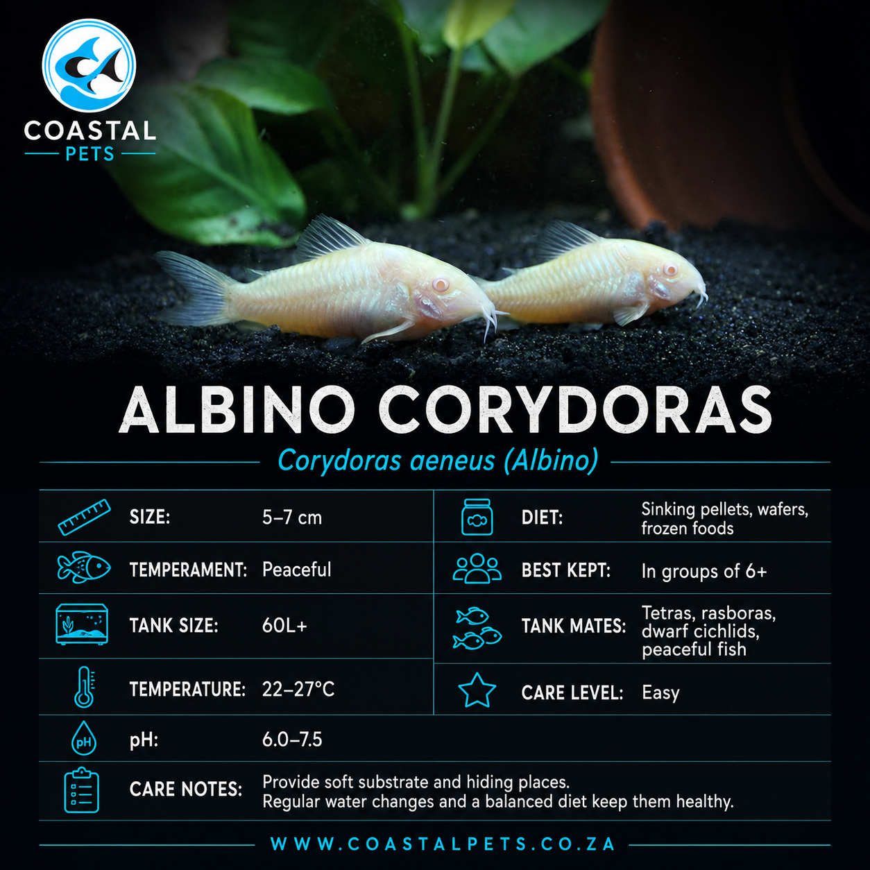 Corydoras-Albino